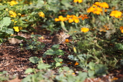 Arvicanthis niloticus