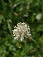 Astrantia carniolica