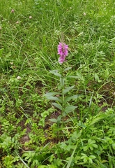 Lythrum salicaria