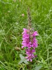 Lythrum salicaria