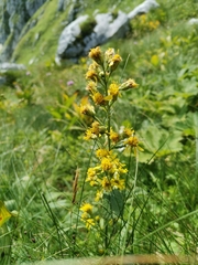 Solidago virgaurea minuta