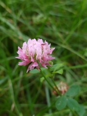 Trifolium hybridum
