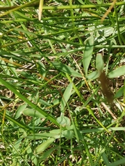 Laserpitium peucedanoides