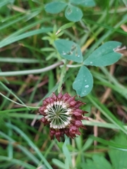 Trifolium hybridum