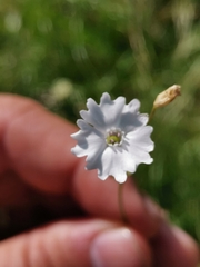 Heliosperma alpestre