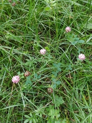 Trifolium hybridum