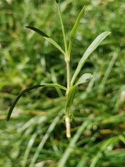 Heliosperma alpestre