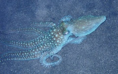 Callistoctopus ornatus