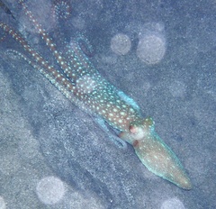 Callistoctopus ornatus