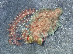 Callistoctopus ornatus