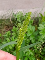 Echinochloa crus-galli
