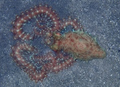 Callistoctopus ornatus