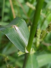Echinochloa crus-galli