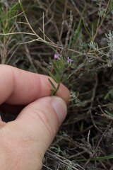 Polygala rupestris
