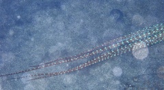 Callistoctopus ornatus