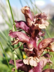 Orobanche pancicii