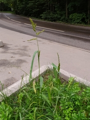 Echinochloa crus-galli