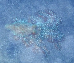 Callistoctopus ornatus