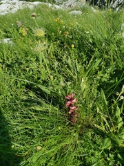Orobanche pancicii