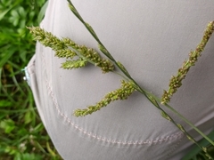 Echinochloa crus-galli