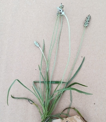 Plantago helleri