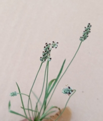 Plantago helleri