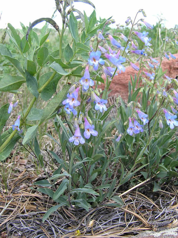 Penstemon degeneri