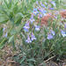 Degener's Beardtongue - Photo [1], no known copyright restrictions (public domain)