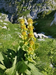 Gentiana lutea vardjanii