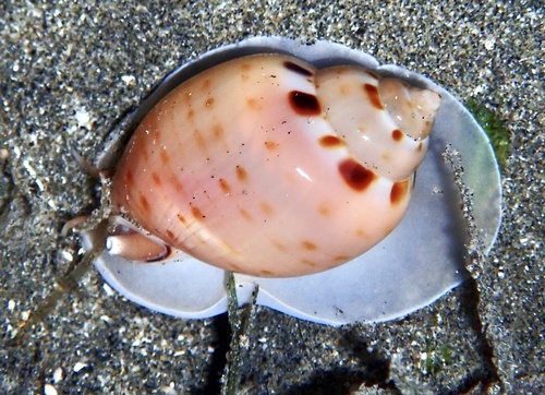 Casmaria unicolor — seen at this dive site