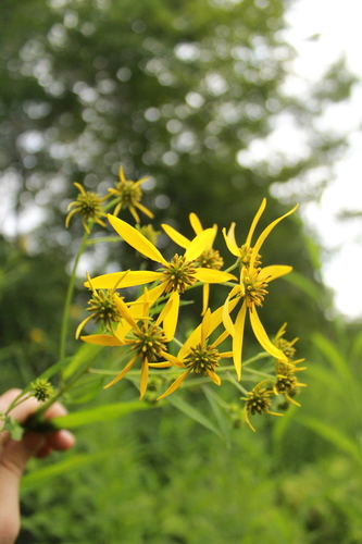 Verbesina alternifolia iNat (2)