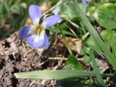 Viola suavis
