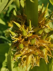 Gentiana lutea vardjanii