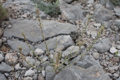 Lactuca viminea