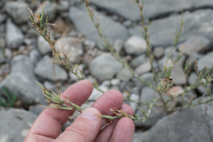 Lactuca viminea