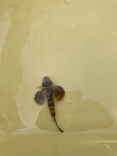 Northern searobin (Prionotus carolinus) — Triglidae — 4