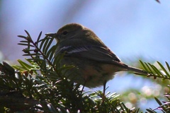Setophaga pinus pinus