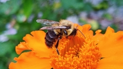Bombus impatiens