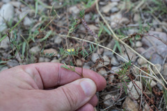 Hippocrepis ciliata