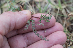Hippocrepis ciliata