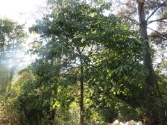 Tilia americana mexicana