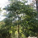 Tilia americana mexicana - Photo (c) Omar Lopez Samperio, some rights reserved (CC BY-NC), uploaded by Omar Lopez Samperio