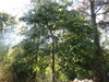 Tilia americana mexicana - Photo (c) Omar Lopez Samperio, some rights reserved (CC BY-NC), uploaded by Omar Lopez Samperio