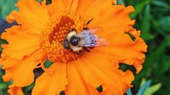 Bombus impatiens