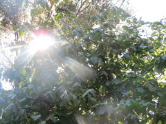 Tilia americana mexicana