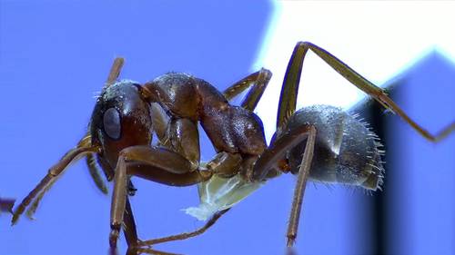 Prairie Mound Ant photo 3
