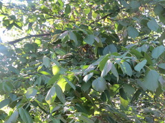 Tilia americana mexicana