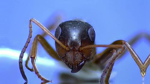 Prairie Mound Ant photo 4