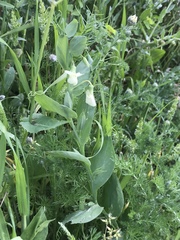 Lathyrus ochrus