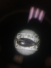 Coptotomus longulus